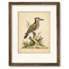 Edwards Woodpecker 16" X 20" Framed And Matted Art