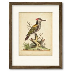 Edwards Woodpecker 20" X 24" Framed And Matted Art