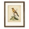 Edwards Gold Finch 20" X 24" Framed And Matted Art