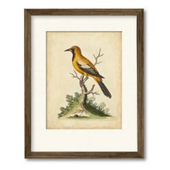 Edwards Gold Finch 20" X 24" Framed And Matted Art