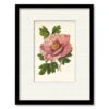 Striking Peony 20" X 24" Framed And Matted Art 2 Striking Peony 20" X 24" Framed And Matted Art -Courtside Market 795400