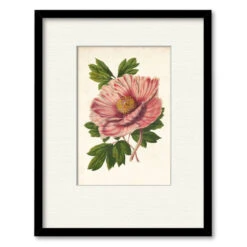 Striking Peony 20" X 24" Framed And Matted Art