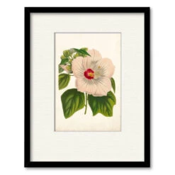 Striking Hibiscus 20" X 24" Framed And Matted Art