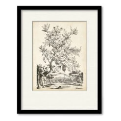 Scenic Botanical II 16" X 20" Framed And Matted Art