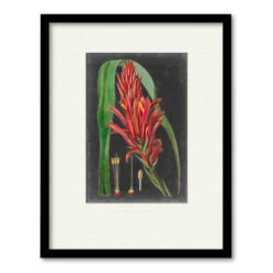 Dramatic Tropicals II 20" X 24" Framed And Matted Art