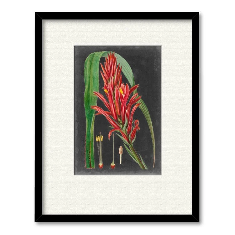 Dramatic Tropicals II 20" X 24" Framed And Matted Art 3 Dramatic Tropicals II 20" X 24" Framed And Matted Art