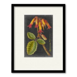 Dramatic Tropicals III 20" X 24" Framed And Matted Art