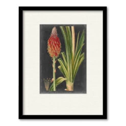 Dramatic Tropicals IV 16" X 20" Framed And Matted Art