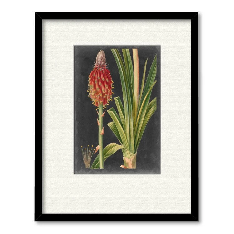 Dramatic Tropicals IV 16" X 20" Framed And Matted Art 3 Dramatic Tropicals IV 16" X 20" Framed And Matted Art
