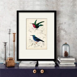 D'Orbigny Birds I 16" X 20" Framed And Matted Art 7 D'Orbigny Birds I 16" X 20" Framed And Matted Art -Courtside Market 795419 2