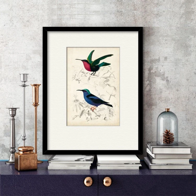 D'Orbigny Birds I 16" X 20" Framed And Matted Art 5 D'Orbigny Birds I 16" X 20" Framed And Matted Art - Image 3