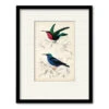 D'Orbigny Birds I 16" X 20" Framed And Matted Art -Courtside Market 795419 b1bada23 681b 4472 8ed3 830a290f25f5