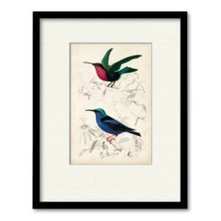 D'Orbigny Birds I 20" X 24" Framed And Matted Art