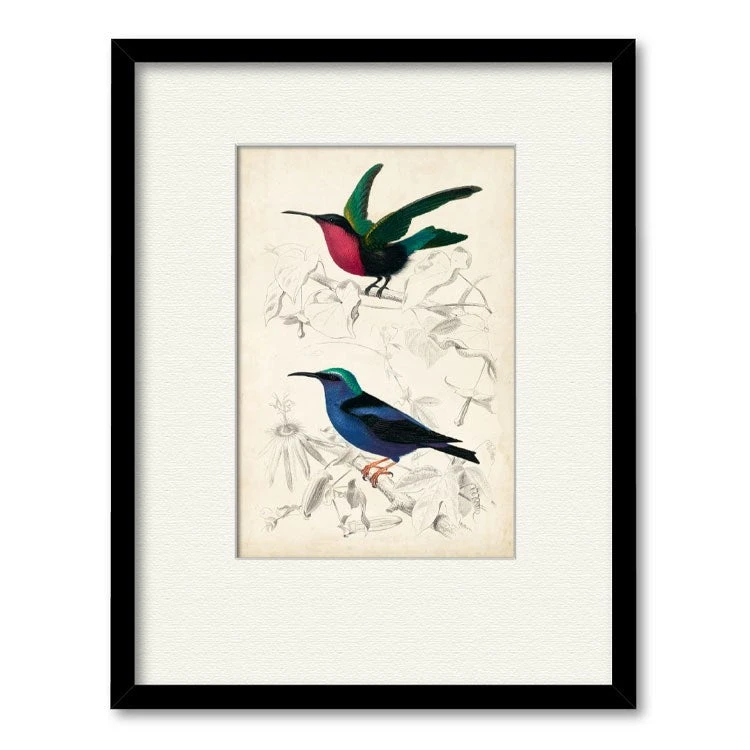 D'Orbigny Birds I 20" X 24" Framed And Matted Art 3 D'Orbigny Birds I 20" X 24" Framed And Matted Art