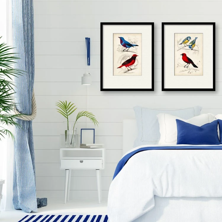 D'Orbigny Birds II 16" X 20" Framed And Matted Art 4 D'Orbigny Birds II 16" X 20" Framed And Matted Art - Image 2