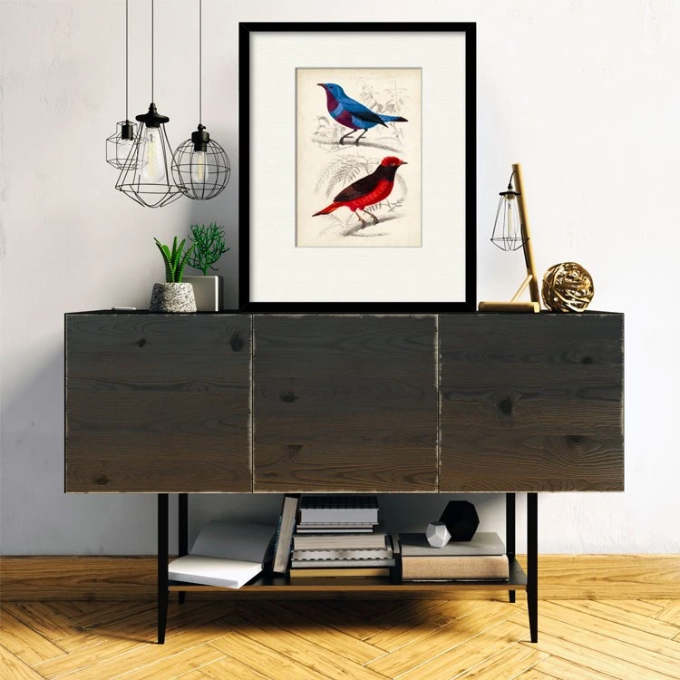 D'Orbigny Birds II 16" X 20" Framed And Matted Art 5 D'Orbigny Birds II 16" X 20" Framed And Matted Art - Image 3