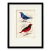 D'Orbigny Birds II 16" X 20" Framed And Matted Art