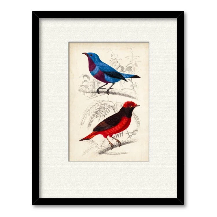 D'Orbigny Birds II 16" X 20" Framed And Matted Art 3 D'Orbigny Birds II 16" X 20" Framed And Matted Art