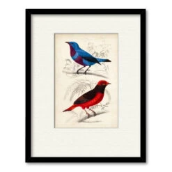 D'Orbigny Birds II 20" X 24" Framed And Matted Art