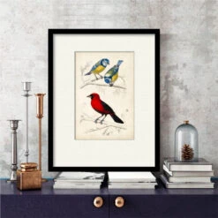 D'Orbigny Birds III 16" X 20" Framed And Matted Art 7 D'Orbigny Birds III 16" X 20" Framed And Matted Art -Courtside Market 795423 2
