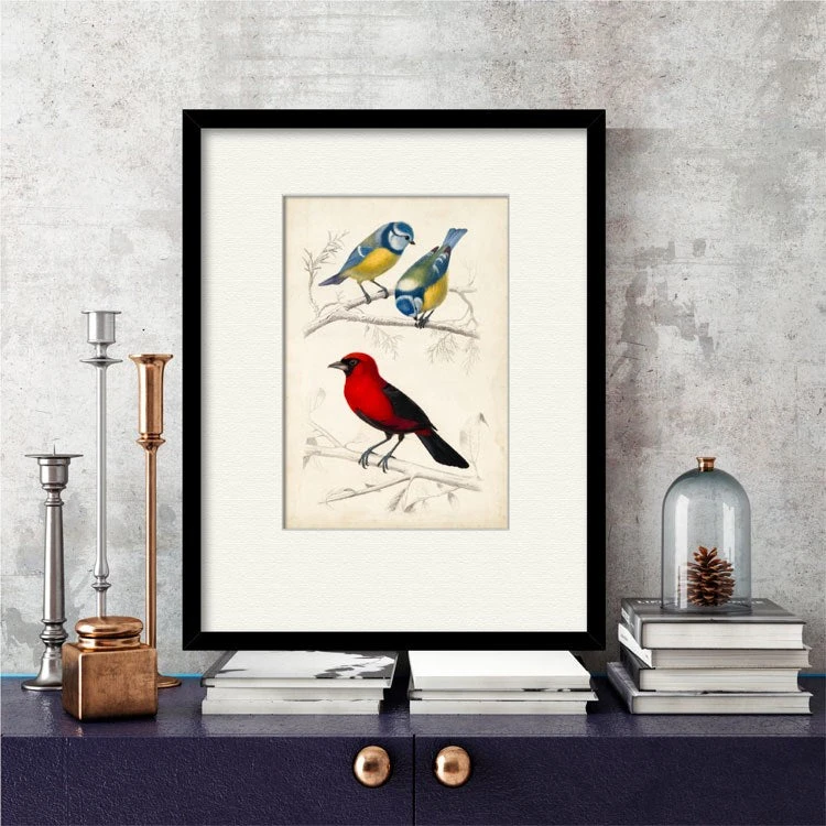 D'Orbigny Birds III 16" X 20" Framed And Matted Art 5 D'Orbigny Birds III 16" X 20" Framed And Matted Art - Image 3
