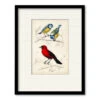D'Orbigny Birds III 16" X 20" Framed And Matted Art 1 D'Orbigny Birds III 16" X 20" Framed And Matted Art -Courtside Market 795423 cd776c66 a35f 458b 9825 536df899f7f6
