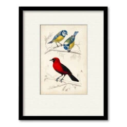 D'Orbigny Birds III 16" X 20" Framed And Matted Art