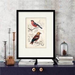 D'Orbigny Birds IV 16" X 20" Framed And Matted Art -Courtside Market 795425 2