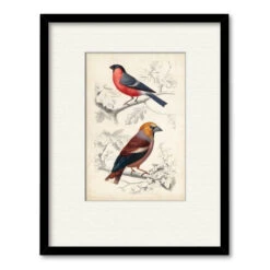 D'Orbigny Birds IV 16" X 20" Framed And Matted Art
