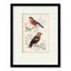 D'Orbigny Birds IV 20" X 24" Framed And Matted Art 1 D'Orbigny Birds IV 20" X 24" Framed And Matted Art -Courtside Market 795426