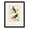 D'Orbigny Birds V 16" X 20" Framed And Matted Art -Courtside Market 795427 efa3109a c3c5 4f1f b104 28ebfe9ba986