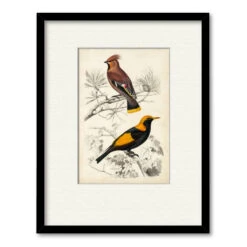 D'Orbigny Birds V 16" X 20" Framed And Matted Art