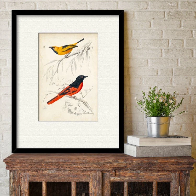 D'Orbigny Birds VIII 16" X 20" Framed And Matted Art 4 D'Orbigny Birds VIII 16" X 20" Framed And Matted Art - Image 2