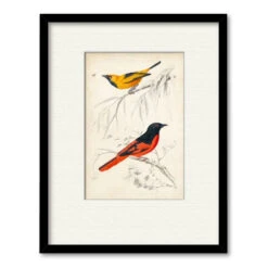 D'Orbigny Birds VIII 16" X 20" Framed And Matted Art