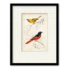 D'Orbigny Birds VIII 20" X 24" Framed And Matted Art