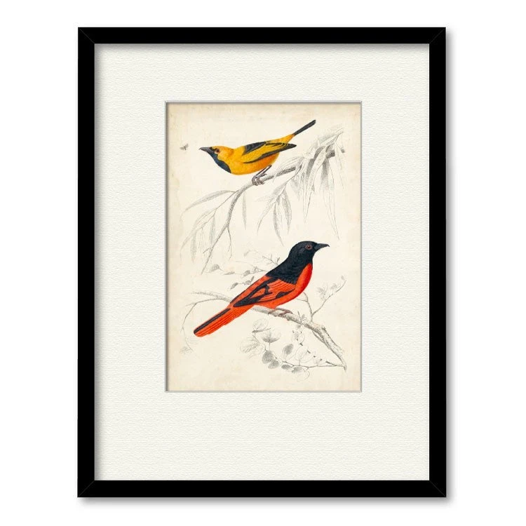 D'Orbigny Birds VIII 20" X 24" Framed And Matted Art 3 D'Orbigny Birds VIII 20" X 24" Framed And Matted Art