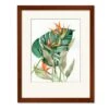 Botanical Birds Of Paradise 20" X 24" Framed And Matted Art